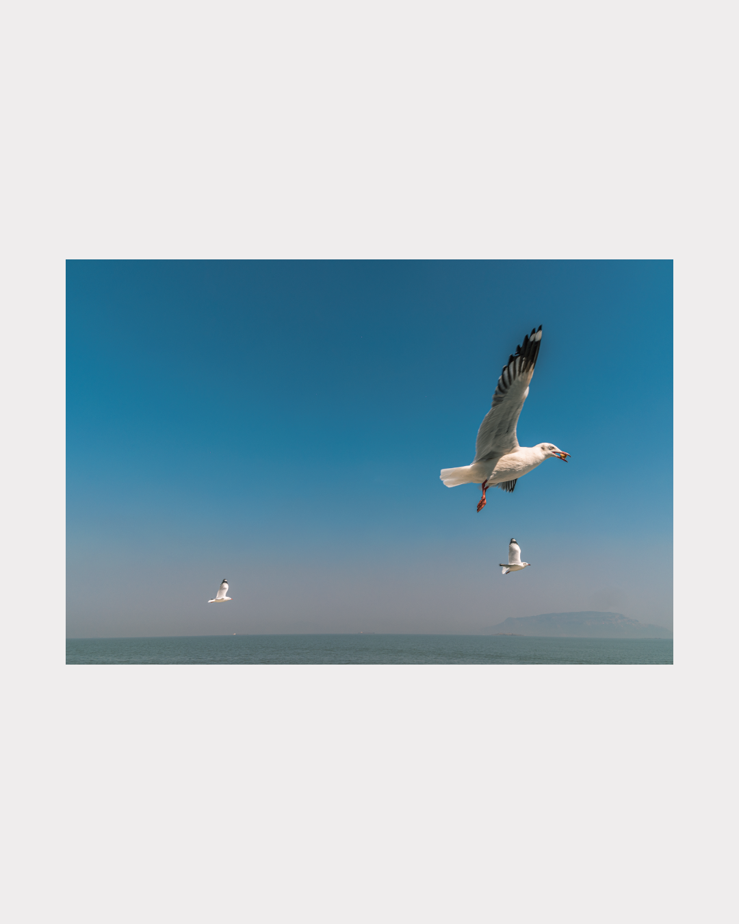 Free as a bird