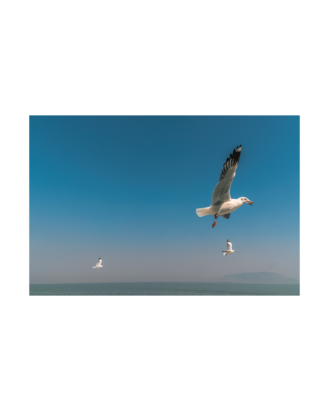 Free as a bird